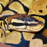 line-python